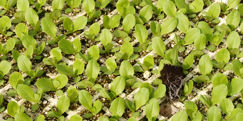 Sustratos para el sector de semilleros hortícolas