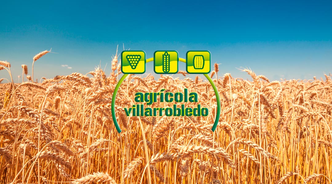 Agricola Villarrobledo trigales