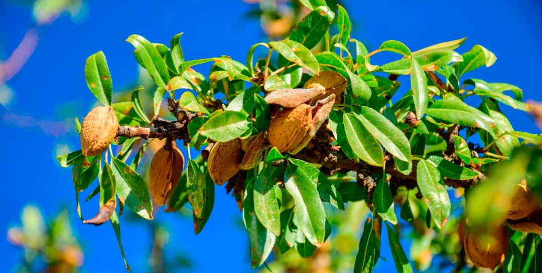 Almendras maduras