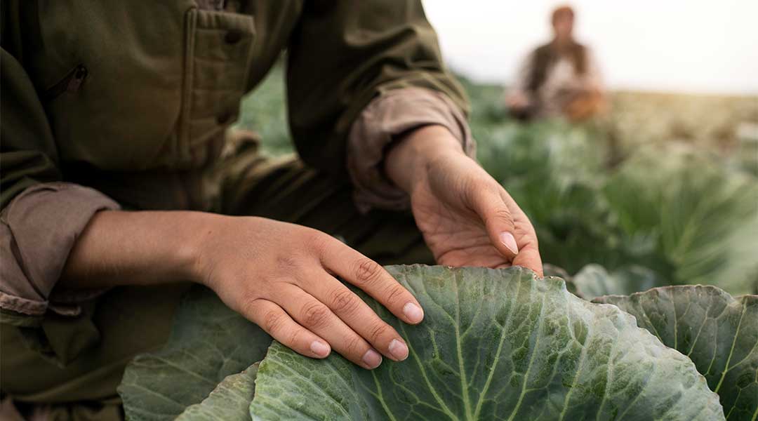 cultivo ecologico