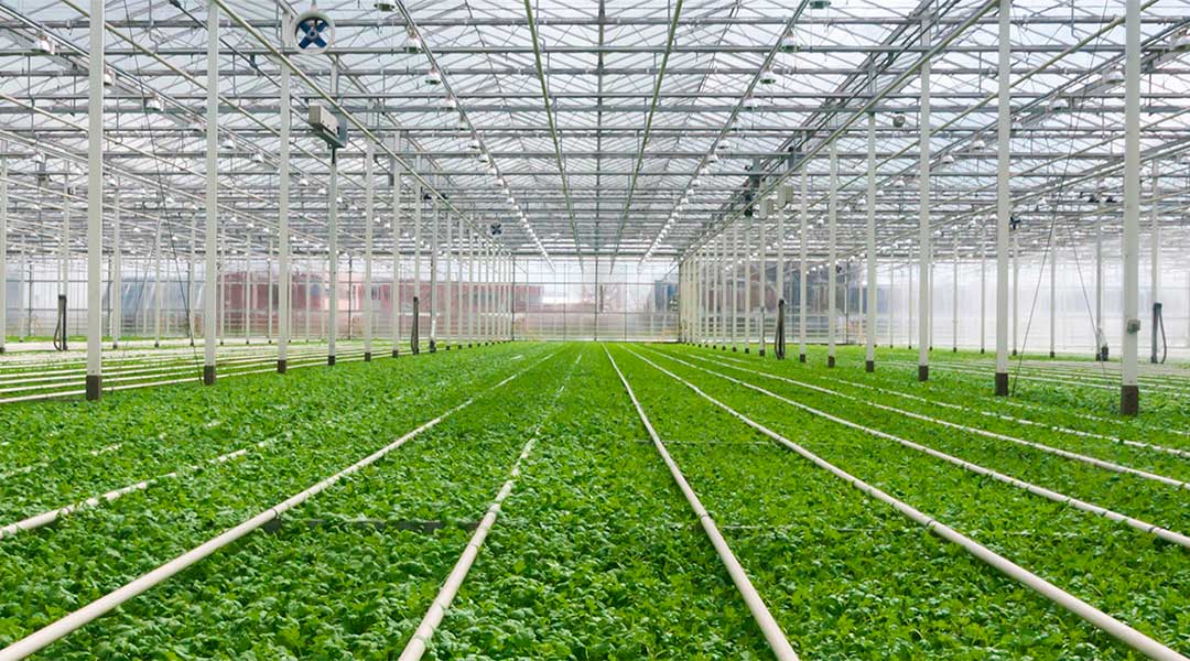 Cultivo industrial de hortalizas en invernadero
