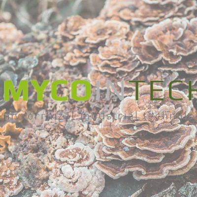 logo mycointech sobre imagen de setas de escalera