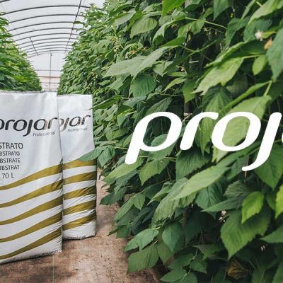 projar group Aevae