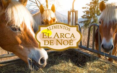 Alimentos el arca de Noé