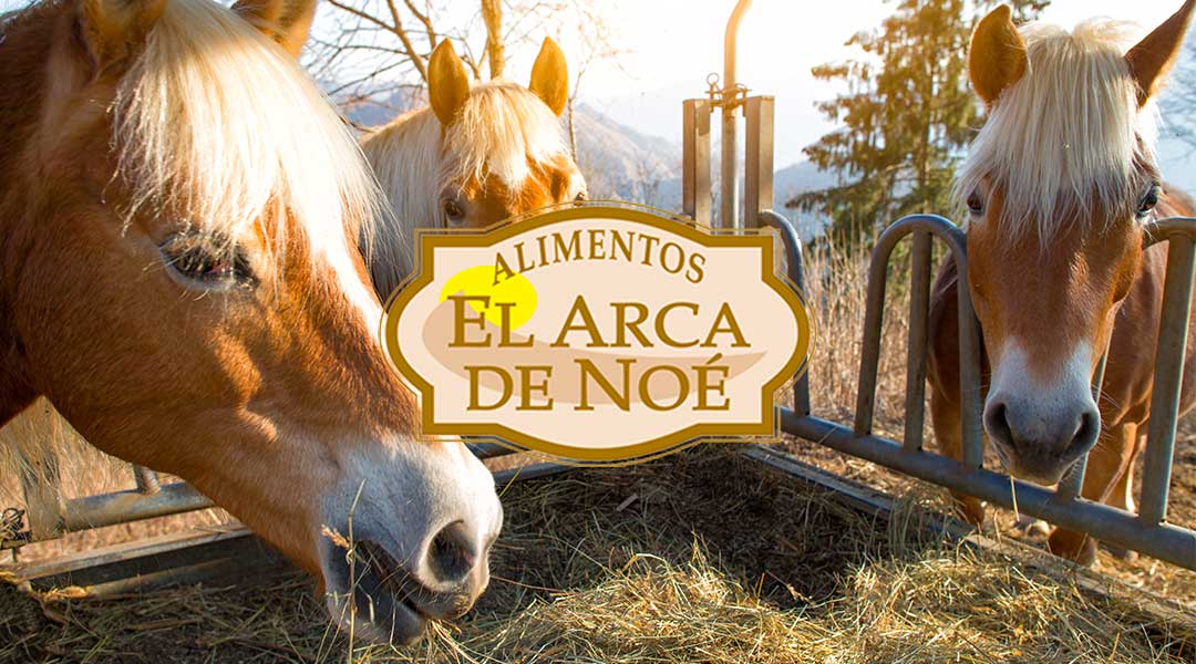 Caballos pastando pienso el arca de Noe