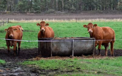 Ganadería vacuna de carne en España