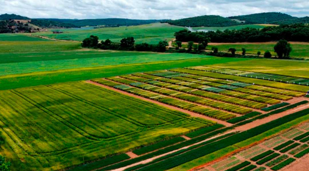 Investigación con semillas cultivo