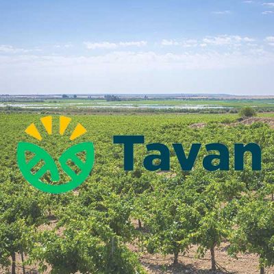 Logo Tavan sobre viñedos día soleado