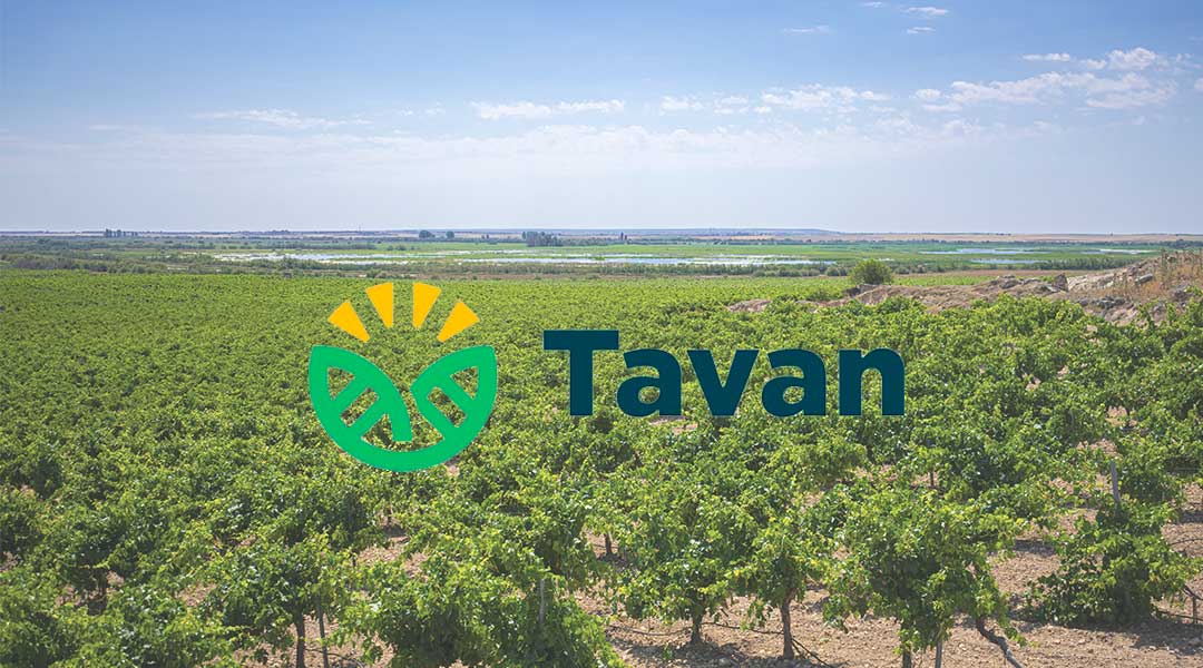 Logo Tavan sobre viñedos día soleado