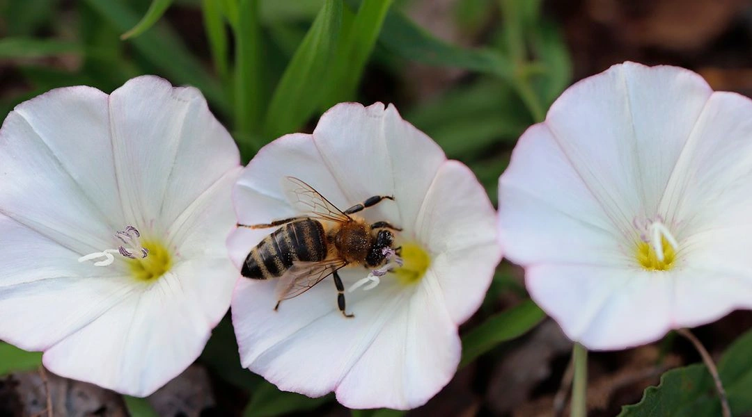 Abeja polinizadora de flores