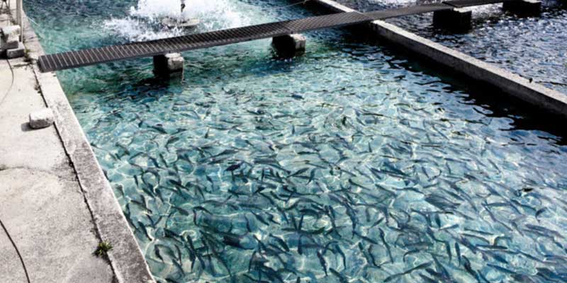 Acuicultura Ecológica