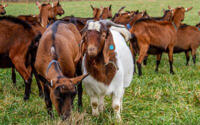 La ganadería caprina de carne en España