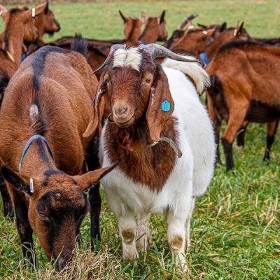 Carne de cabra en España