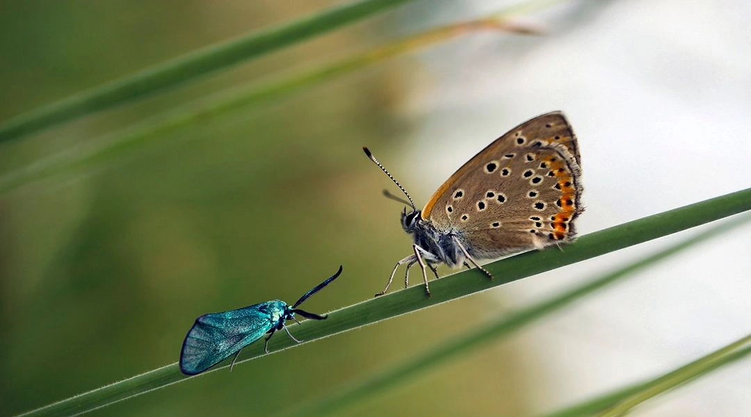Diversidad insectos