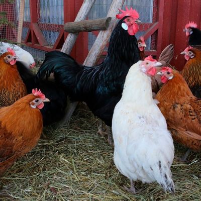 Gallinas ponedoras