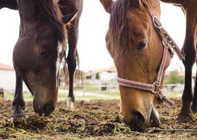Ganaderia Equina