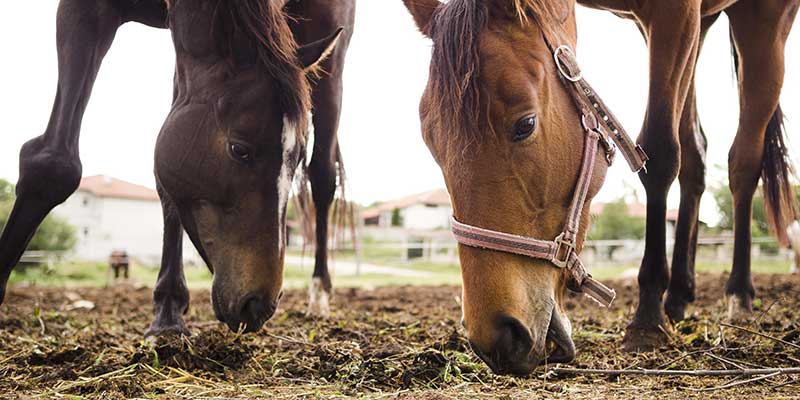 Ganaderia Equina