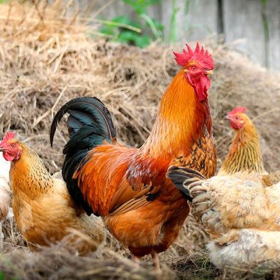 Granja de aves
