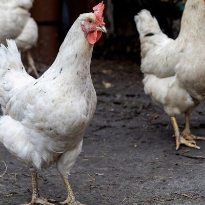 Pollos de corral