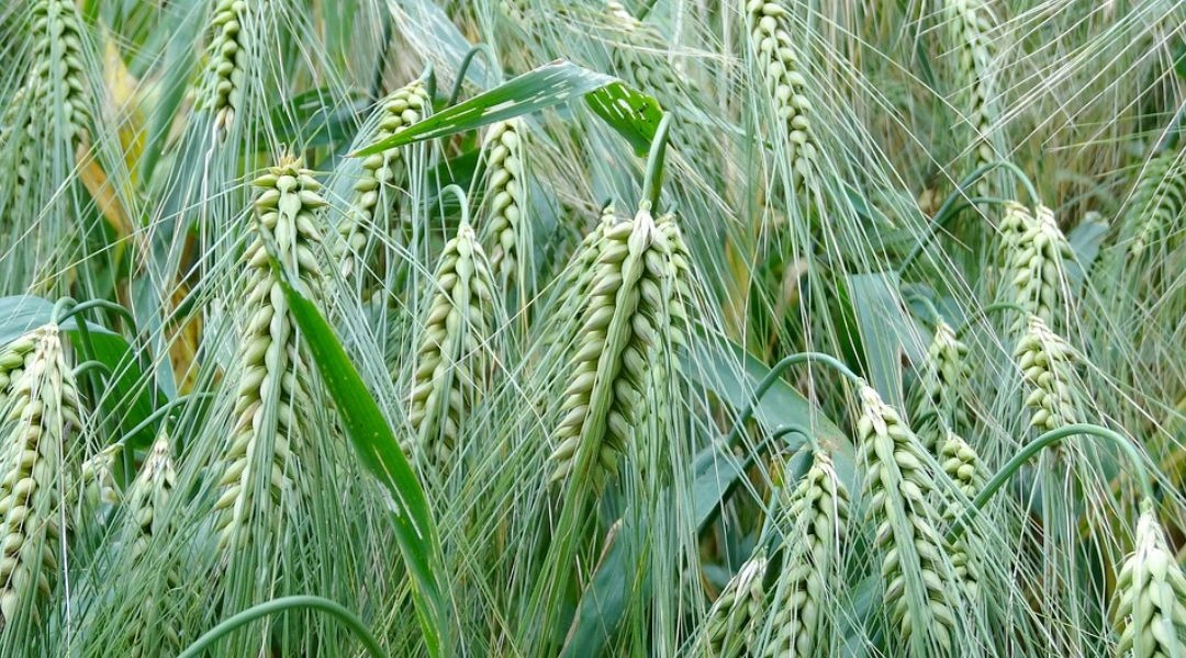 Campo de trigo y cebada