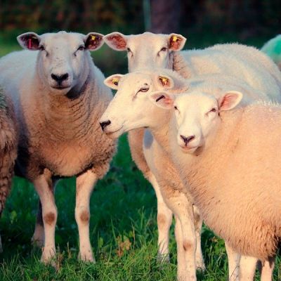 Ovejas españa pastando