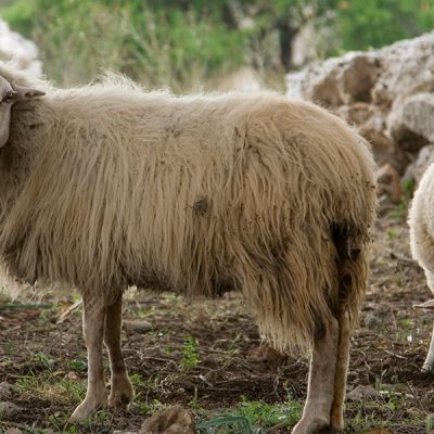 El sector ovino en España