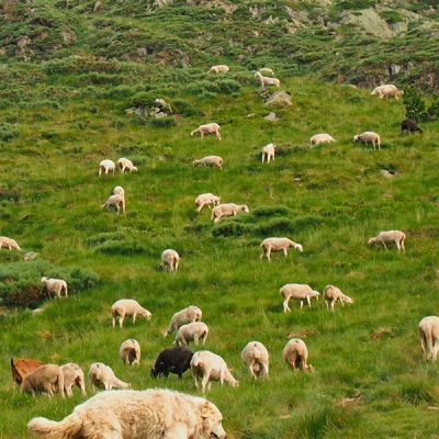 Ovejas pastando en monte
