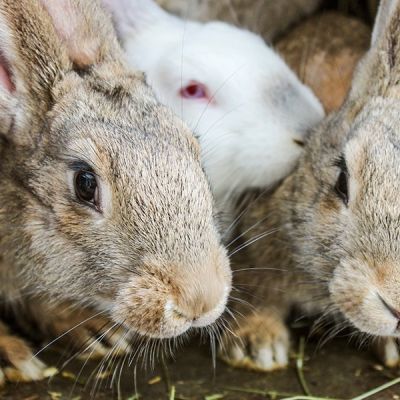 Producción de conejos en España