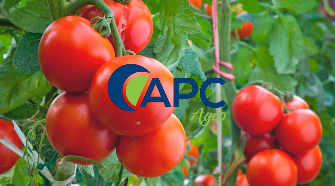 Fruto de tomate | APC Agro