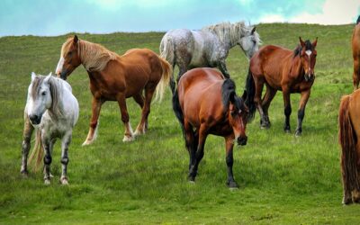 El sector equino en España