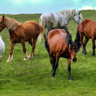 El sector equino