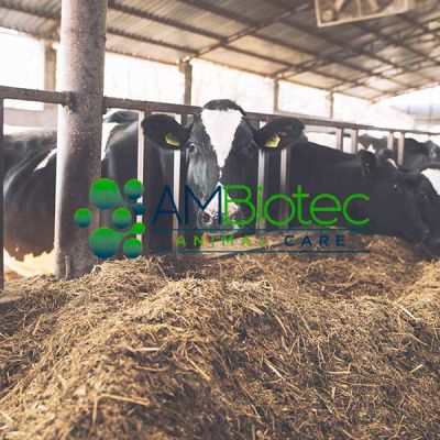Ganado vacuno alimentando logo ambiotec
