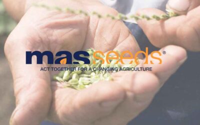 Mas Seeds