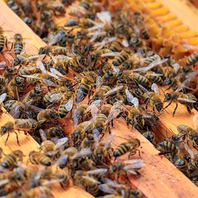 Abejas y miel
