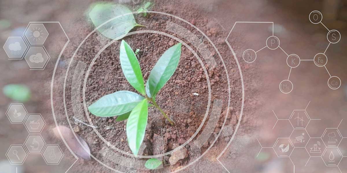 Cultivos resistentes Rijk Zwaan