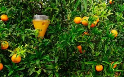 Recogida de trampas agrícolas de captura y monitoreo
