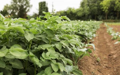 AEVAE supera los 15.000 kg de envases recogidos y alcanza los 118 puntos de recogida en Galicia