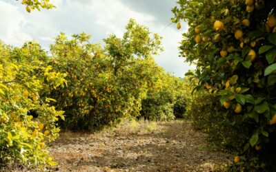 Superamos las 500 toneladas de envases recolectados y alcanzamos los más de 300 puntos de recogida en Murcia