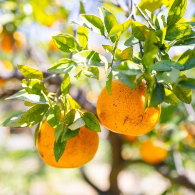 Comunidad Valenciana es la tercera en recogida de envases agropecuarios en España